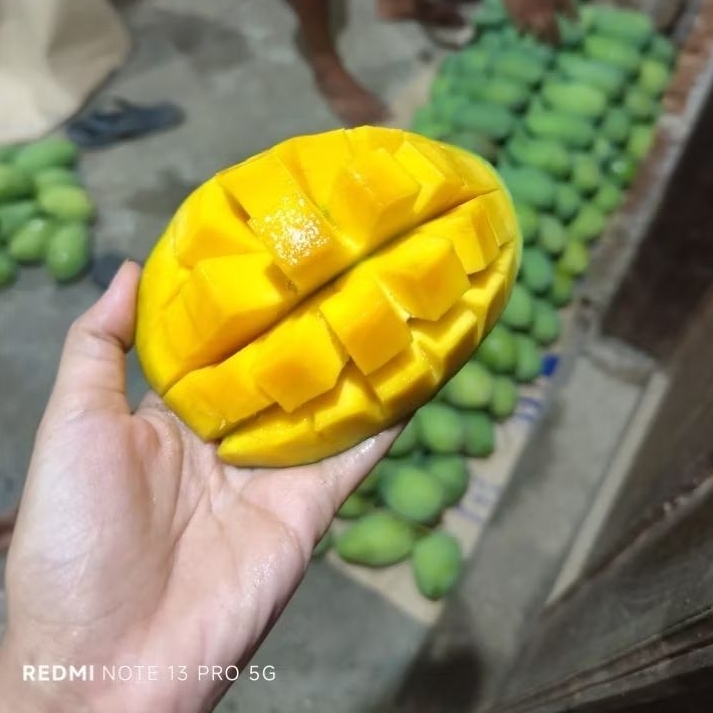 

Mangga harum manis murah bisa cod