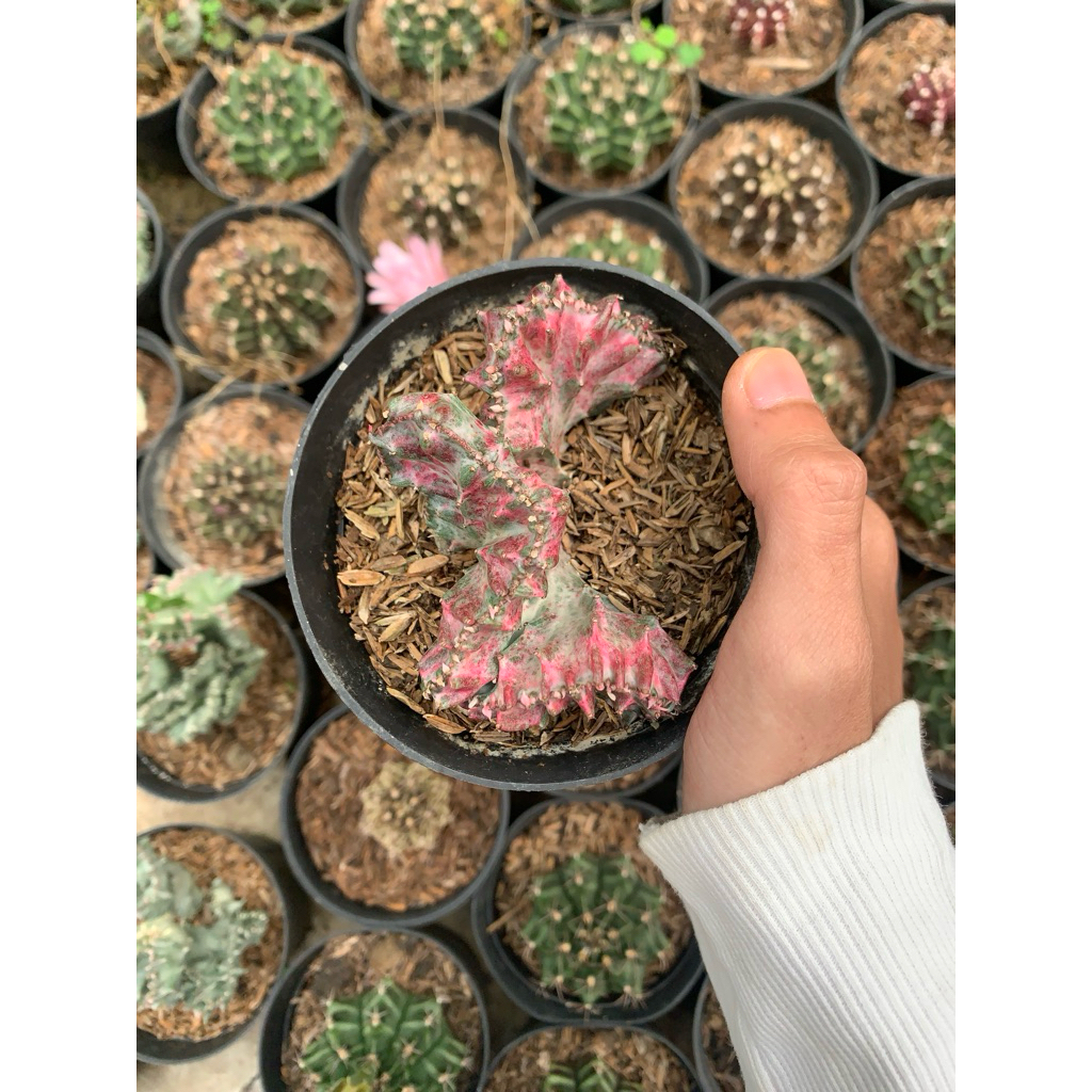 Euphorbia Lactea Bercak Red Ukuran Pot 10cm