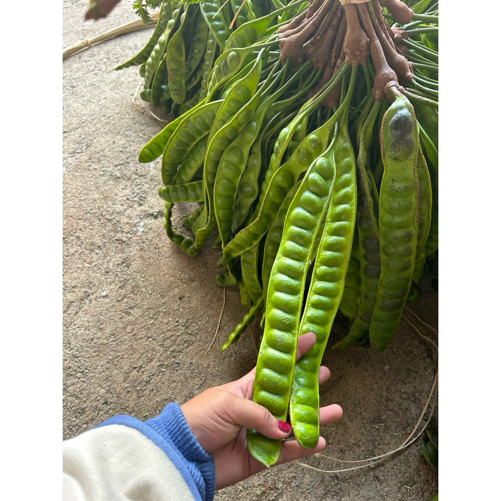 

PETE/PETAI TUA PER LONJOR SUPER TUA