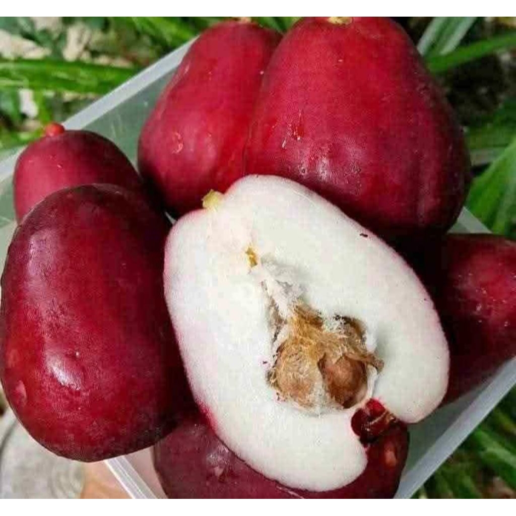 

jambu Jamaica fres seger langsung baru petik