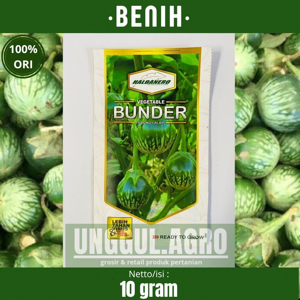 Benih terong bulat BUNDER 10gram dari halbanero