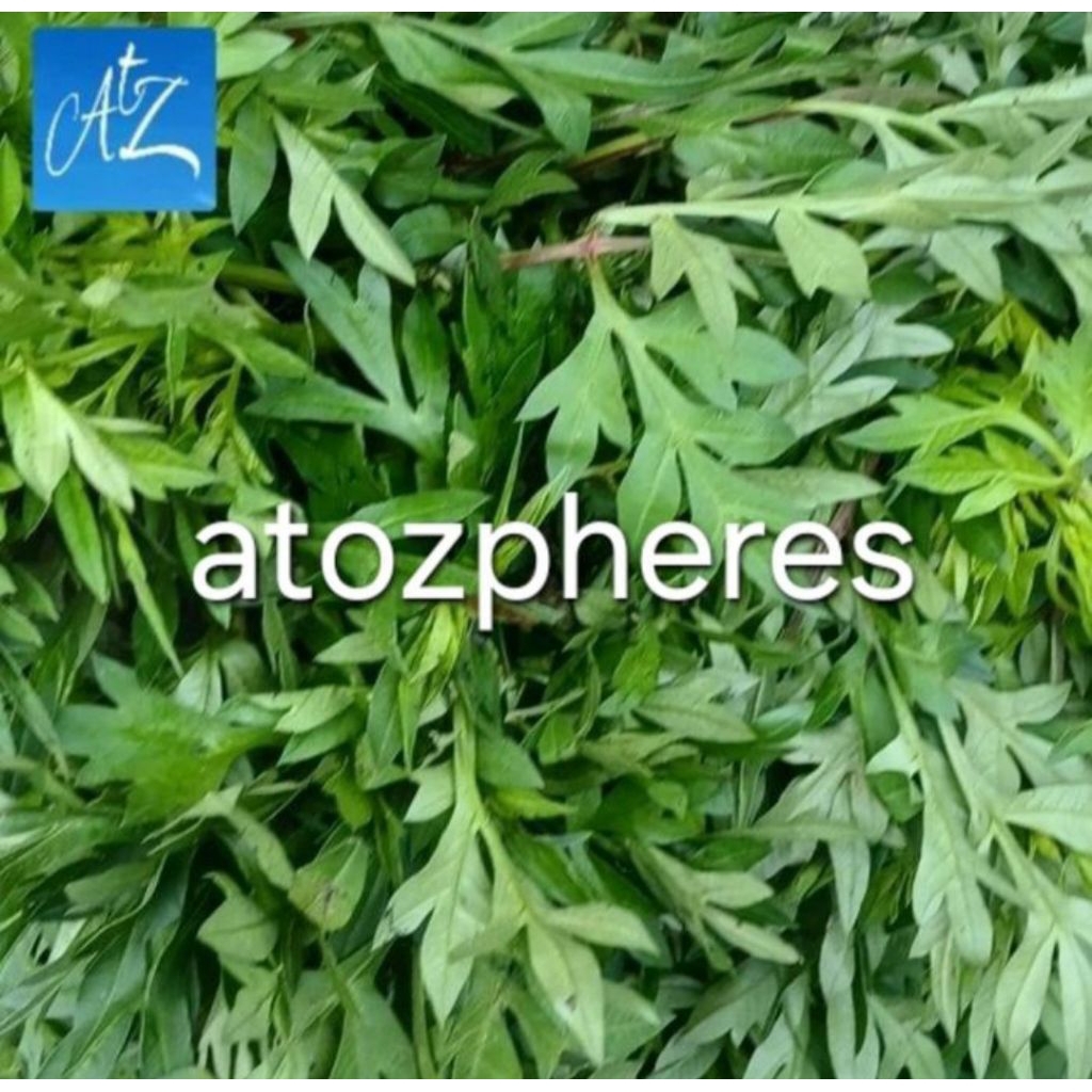 

Sayur daun lalap lalapan kenikir suring segar pilihan fresh