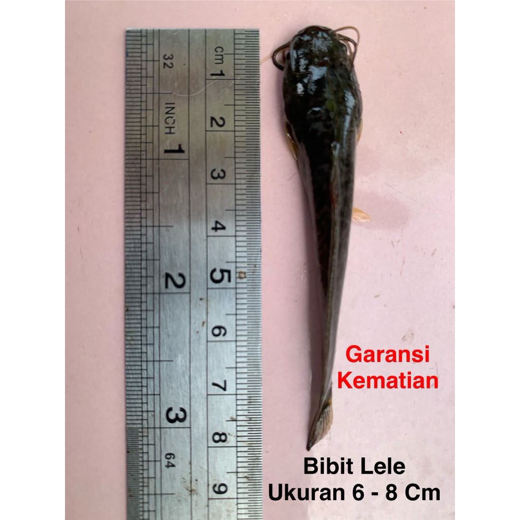 Bibit Ikan Lele Isi 15 Ekor Ukuran 6-8 Cm