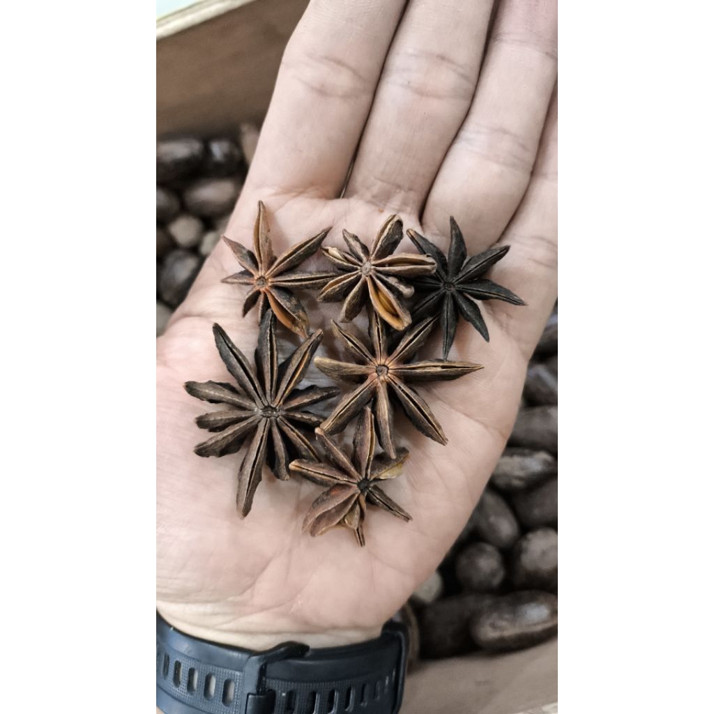 

Bunga Kembang Lawang Pekak Bajiao Ba Jiao Star Anise Aniseeds 50 100 gr Bumbu Rempah Herbal