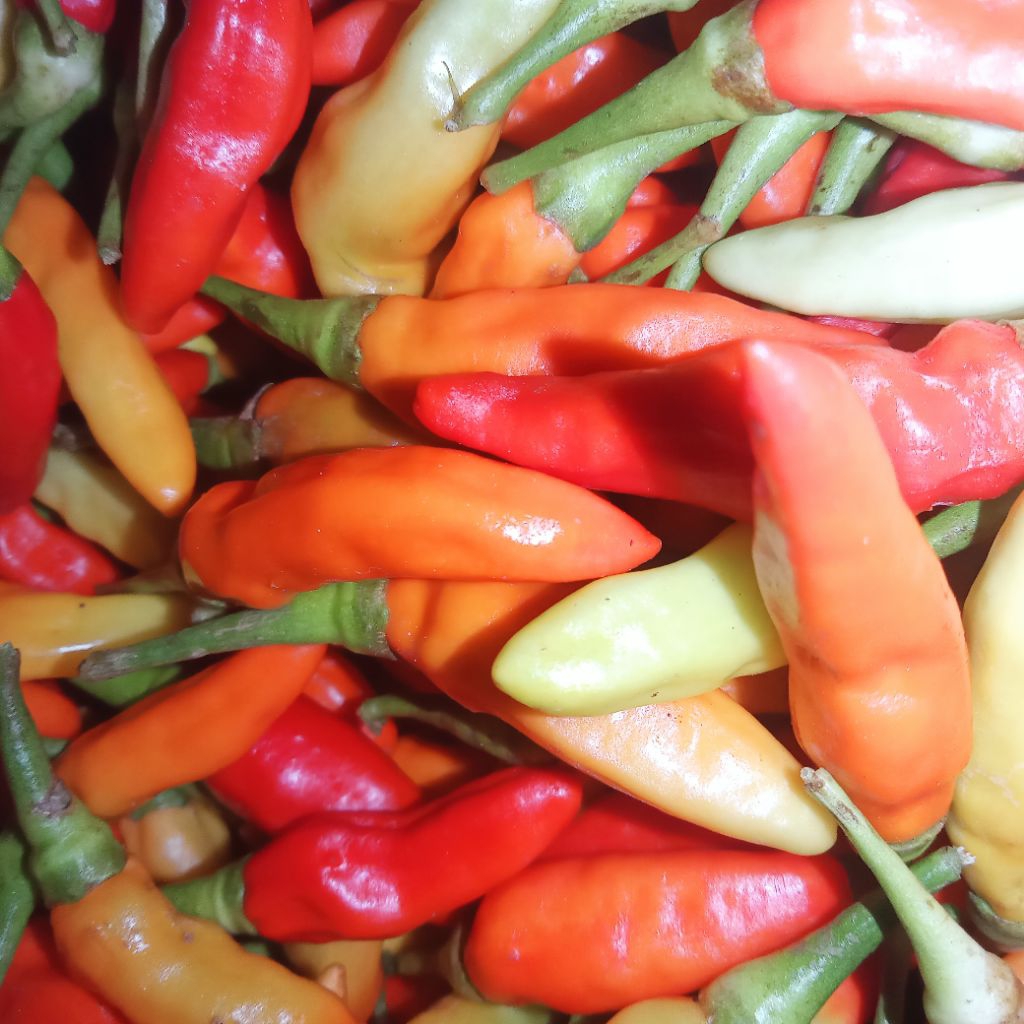 

cabe rawit merah 1 kg dari petani langsung