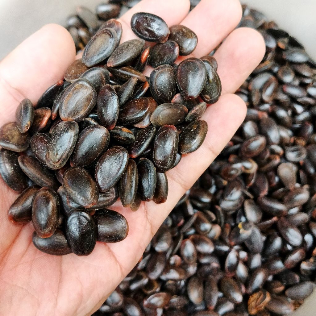 

biji Kedawung kering - buah Kedawung - ecer biji Kedawung - bibit Kedawung Jogja