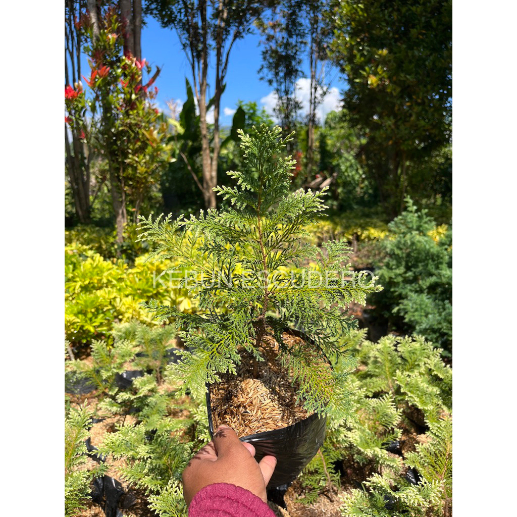 Tanaman Hias Cemara Inoki - Cemara Inoki Rimbun