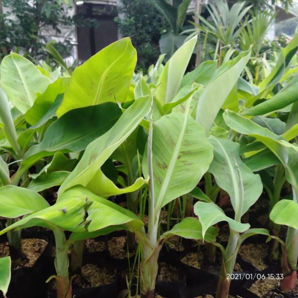 

perbibit tanaman pisang kepok super siap tanam