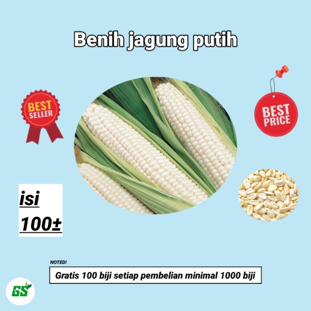 

benih jagung putih (100±)