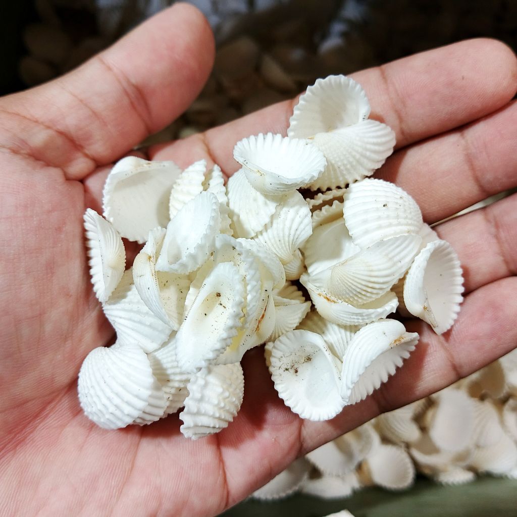 

Cangkang kerang dara - kerang dara putih - kerang dara kecil - cangkang dara besar - dara kecil - kerang Tuktuk - kerang kerajinan