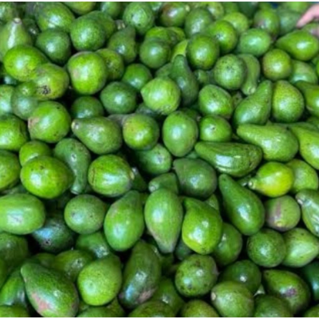 

alpukat mentega isi 4-8 1kg