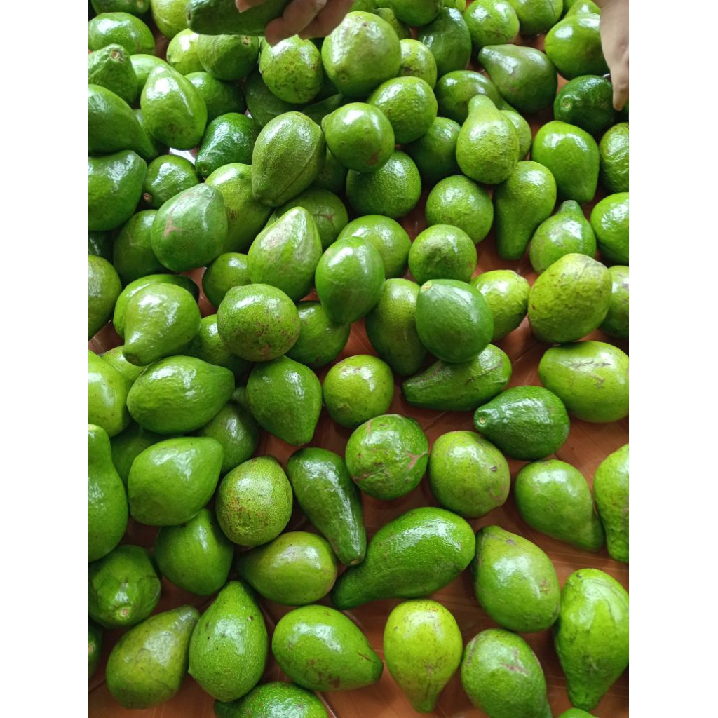 

Alpukat mentega fres/1kg isi 3-4 dominan 4/di kirim mentahan