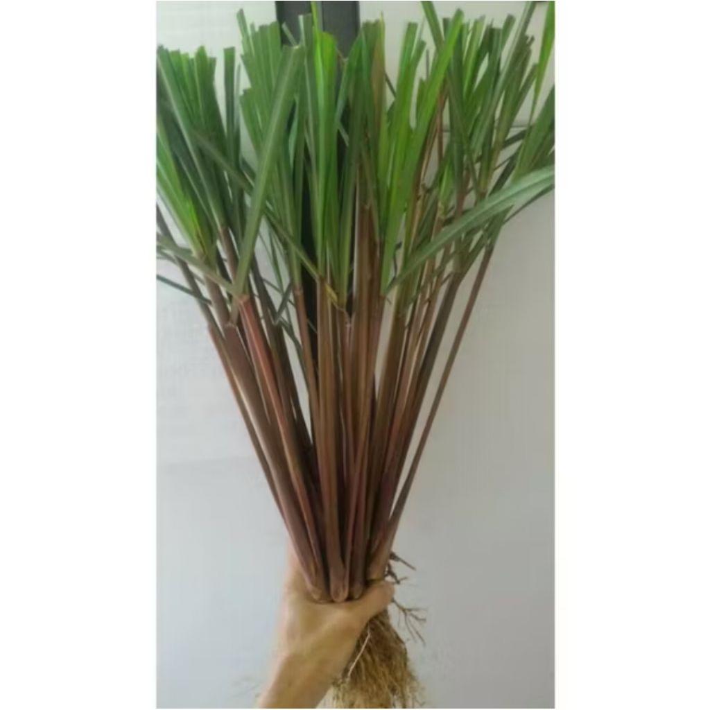 

Daun sereh wangi segar Redi 20pcs
