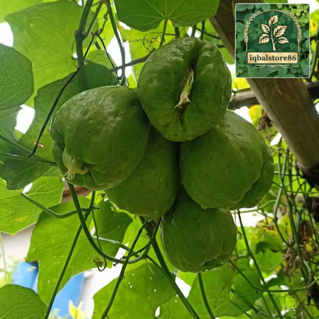 

Bibit waluh siem/labu siam original asli bandung