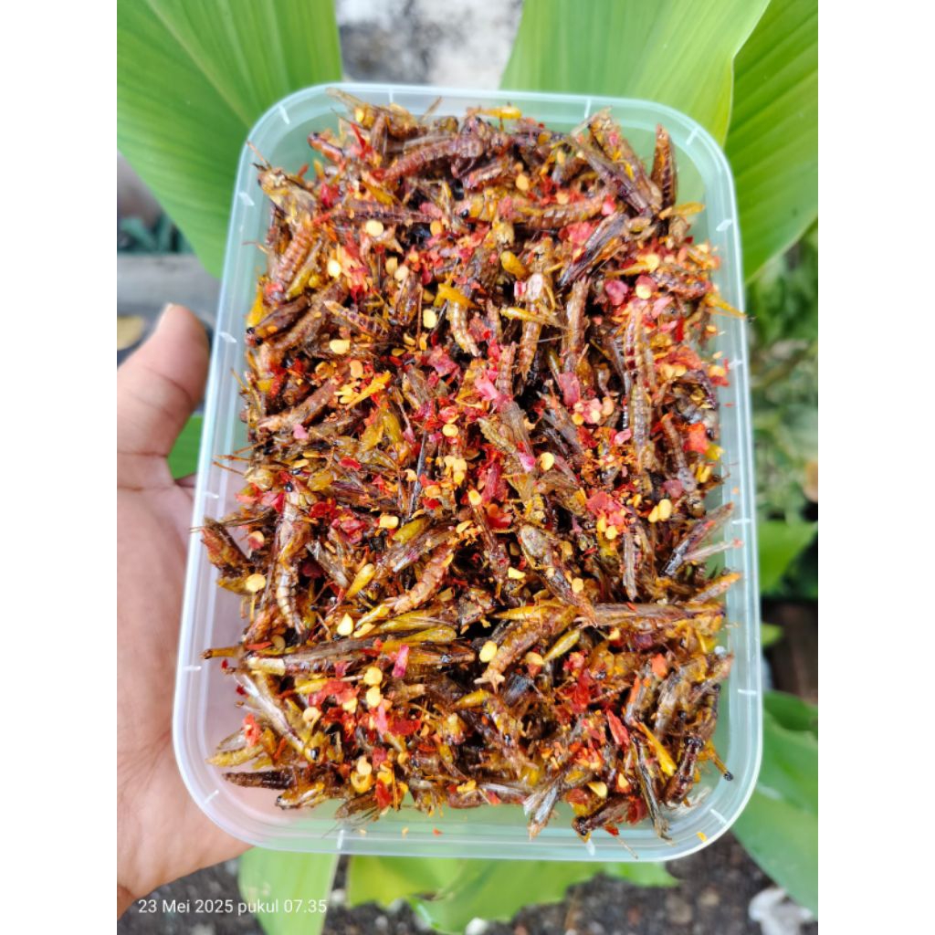 

belalang goreng super pedas kemasan box 500 ML belalang kecil belalang sawah