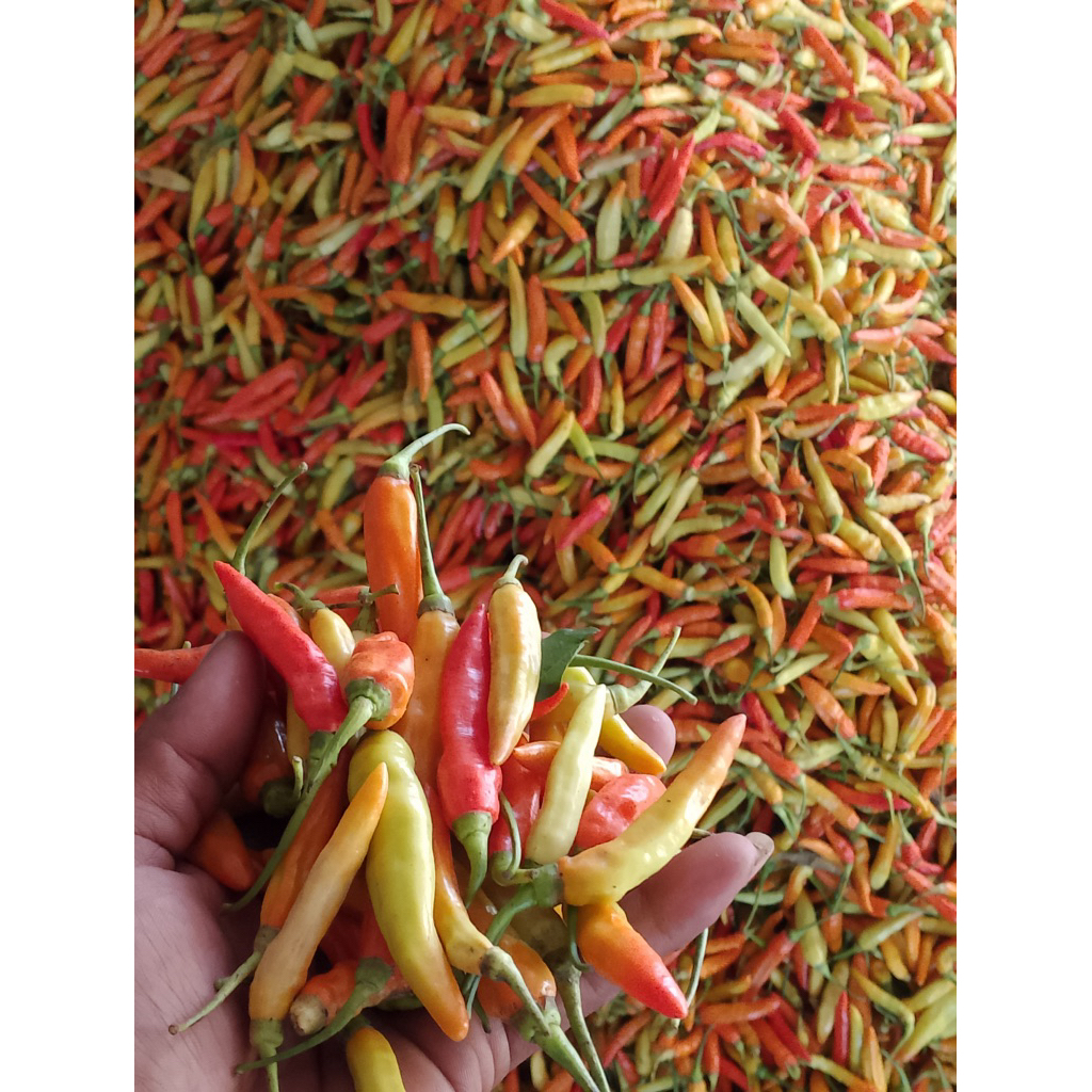 

Cabe Rawit merah Asmoro Fresh super pedas