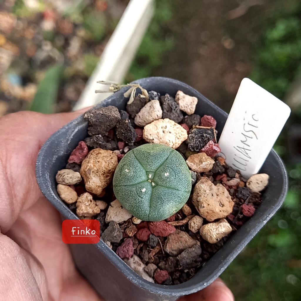 lophophora williamsii, seedling