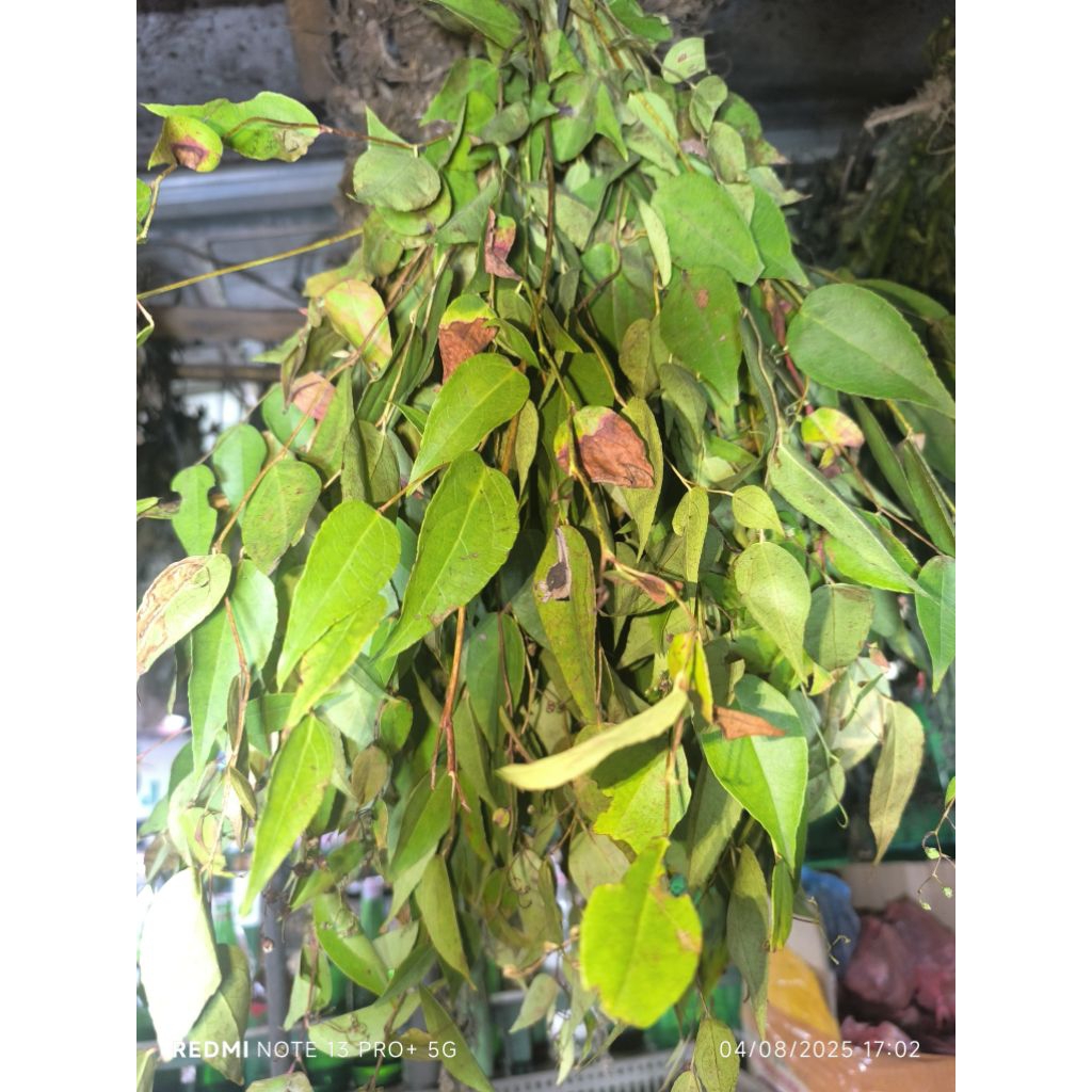 

Daun SalinCayo / Daun Kalincayo Super (Per Ikat)