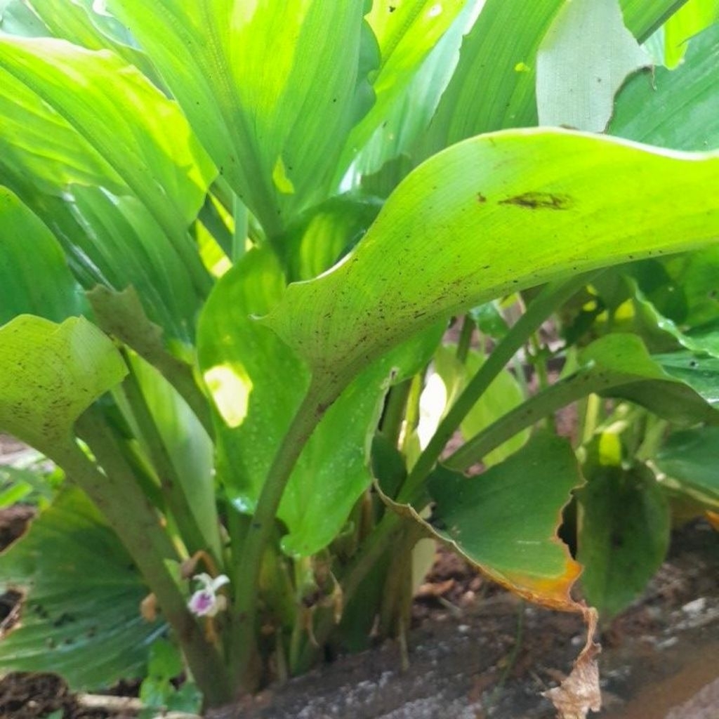 bibit kunyit hitam rimpang asli /kunyit hitam 1 pohon