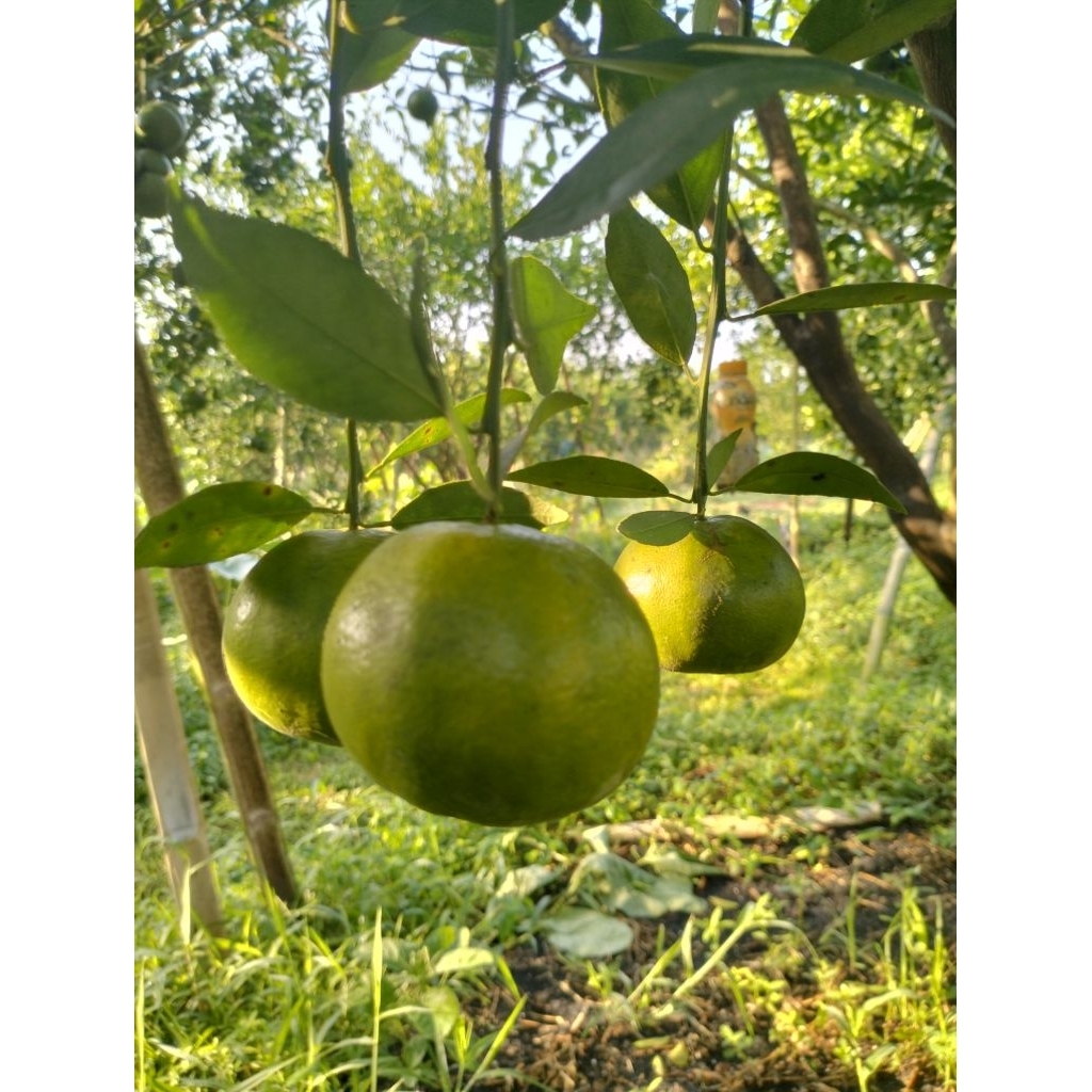 

Buah Jeruk Manis/Madu Asli Jember Bobot 1Kg