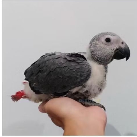 African Grey