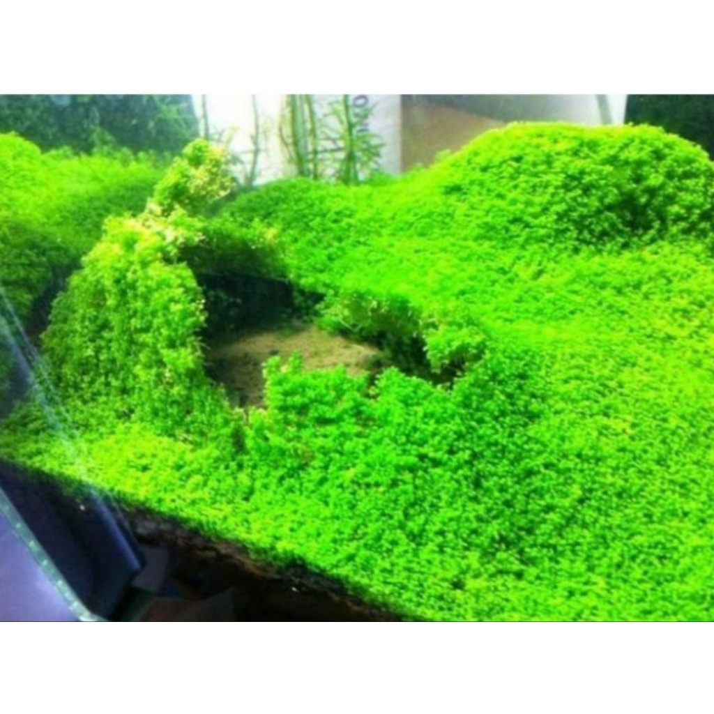 

Monte Mika – Monte Carlo Kemasan Mika Siap Tanam