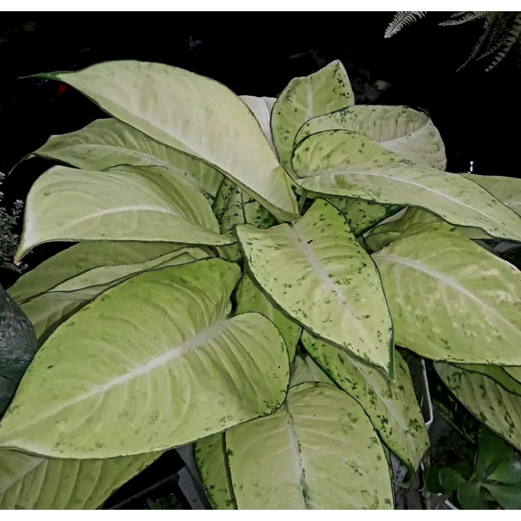 Tanaman Hias Diven Tissu - Bunga Hias Diven Tissu - Tanaman Hidup