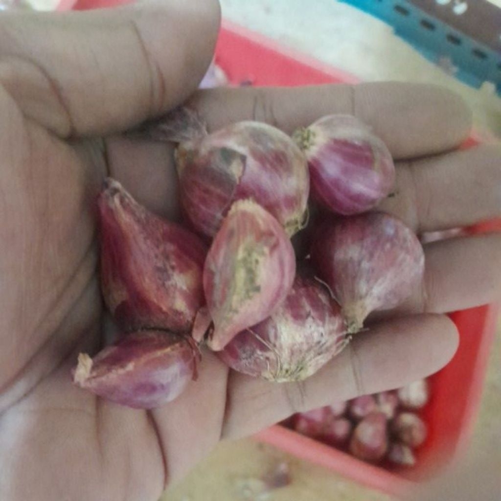 

bawang sedang