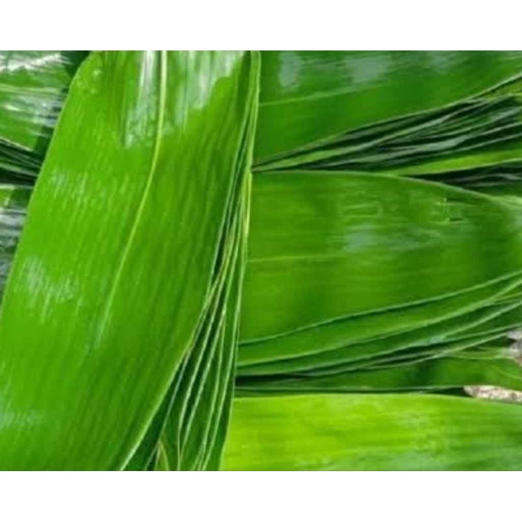 

DAUN BAMBU BUNGKUS BACANG 200 LEMBAR 11.000