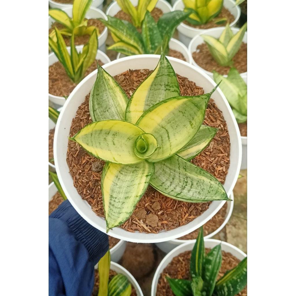 Sansevieria Hahnii Cream Variegated