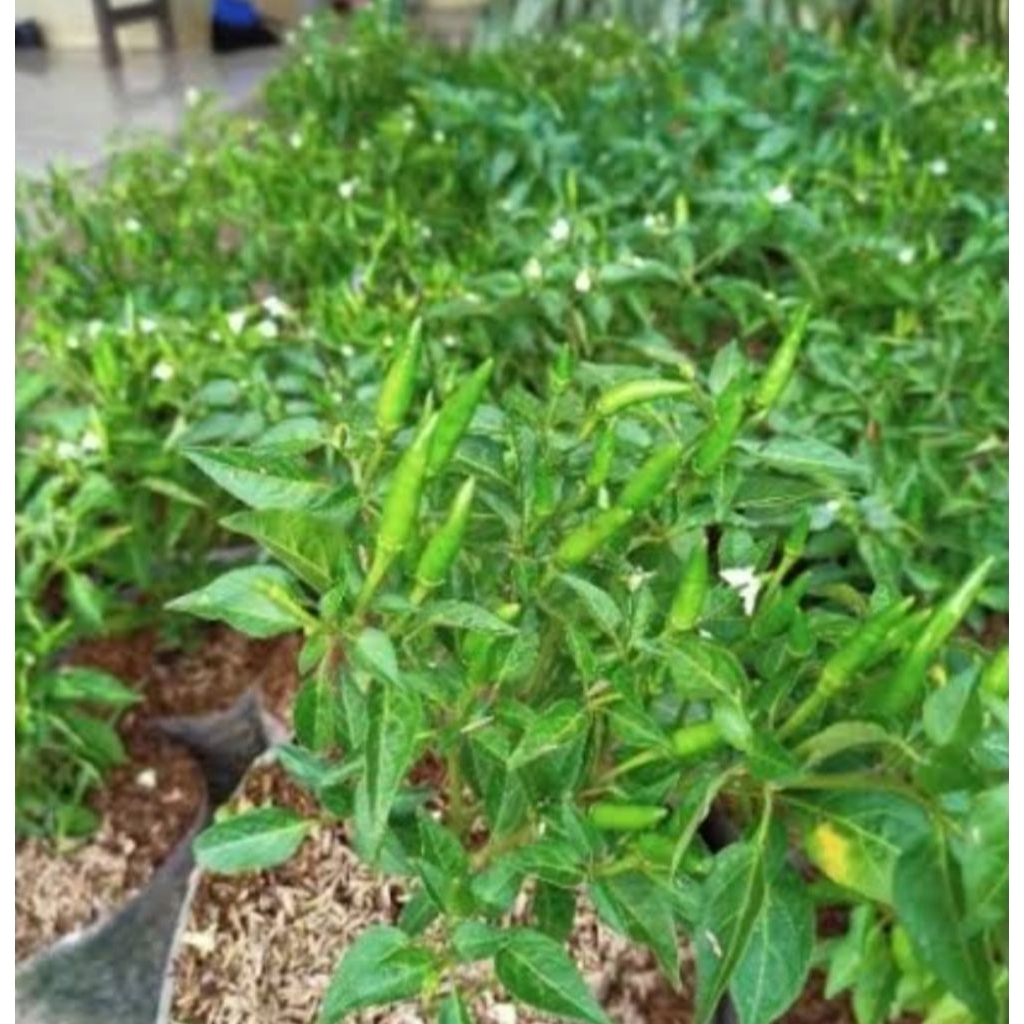 

cabe rawit ijo, siap panen