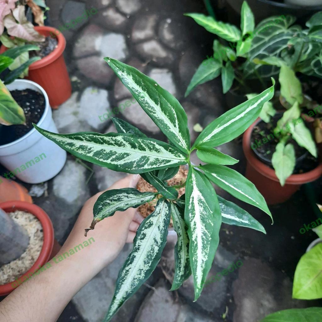 Syngonium Little Star Angustatum