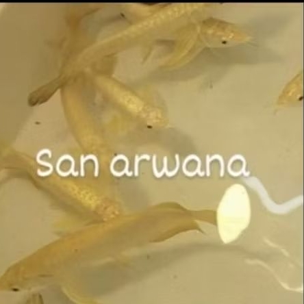 pesanan golden 24k crossback golden 24k lengkap