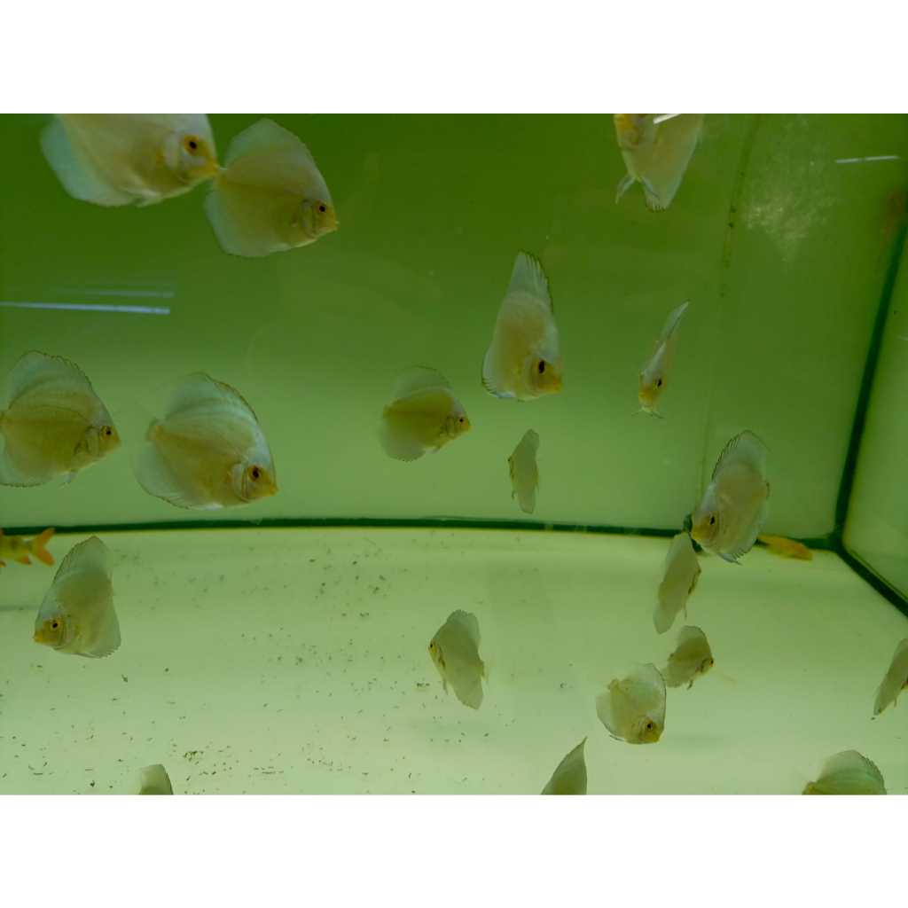 Ikan Discus Blue Diamond 2inch