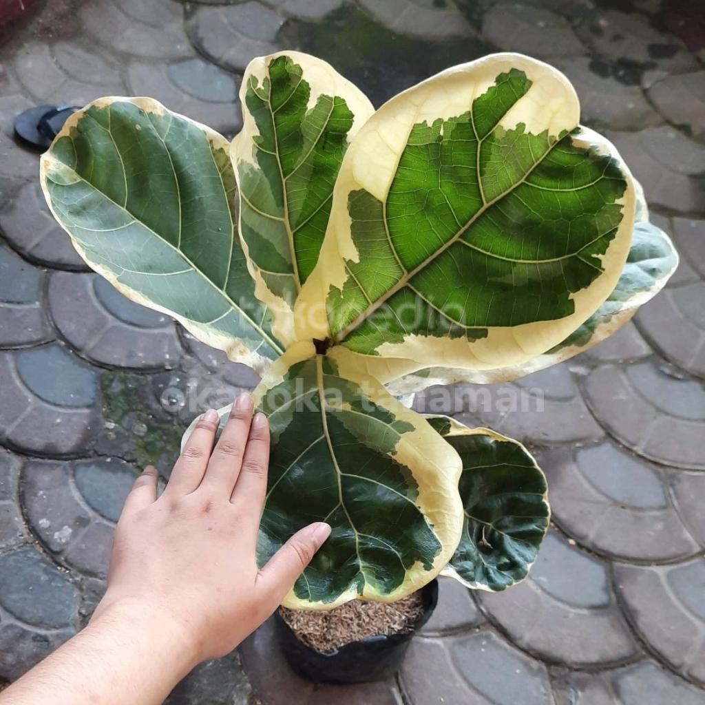 Ficus Lyrata Ketapang Biola Variegata
