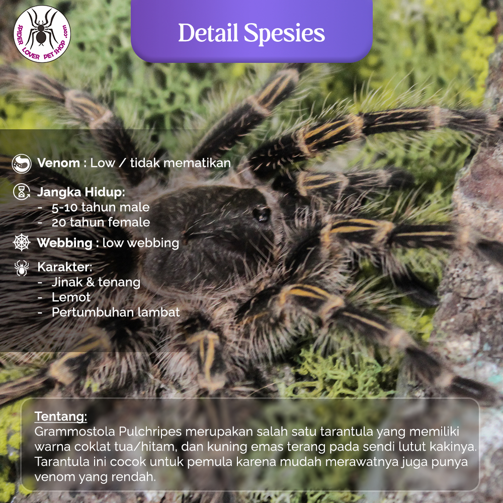 Tarantula Grammostola Pulchripes - Female