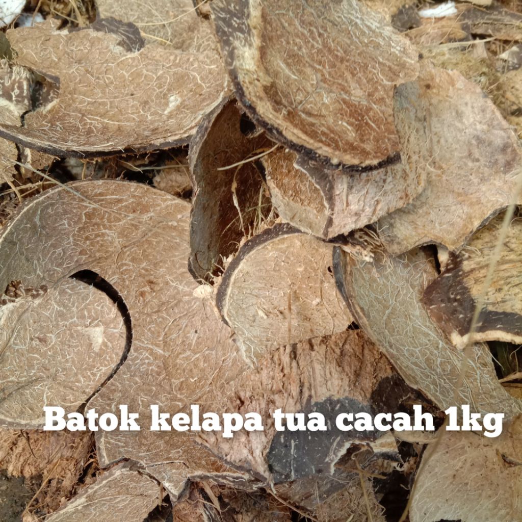 batok kelapa kering cacah 1kg