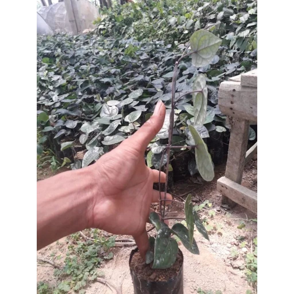 bibit kemukus super unggulan siyap tanam