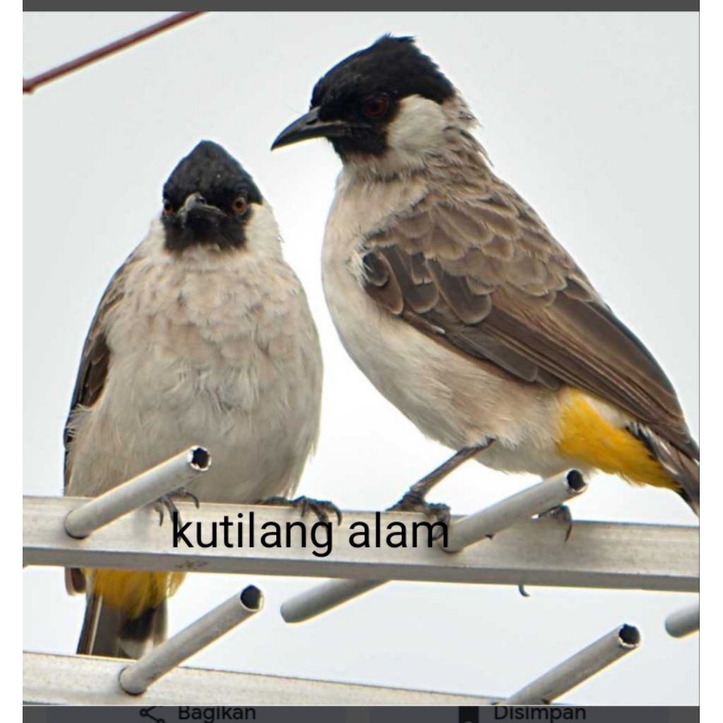 kutilang lokal alam sepasang