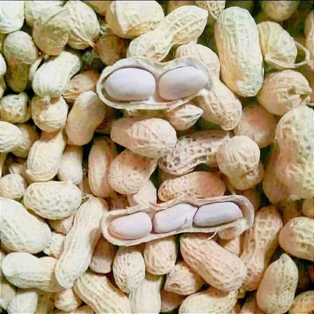 

KACANG ASIN / KACANG KULIT OVEN ASIN -KACANG ASIN GEDE GEDE / JUMBO-CEMILAN-EDIT