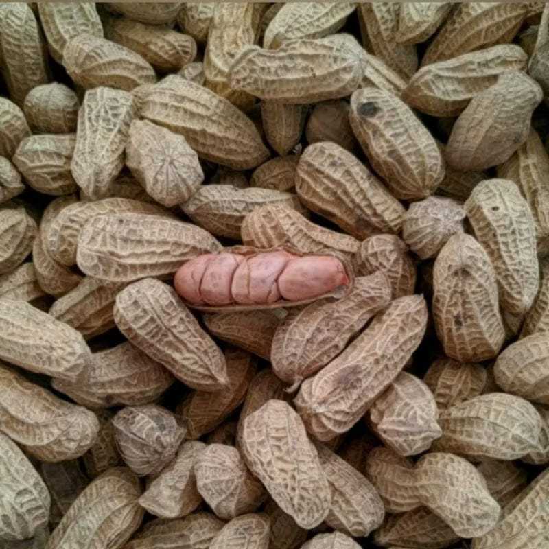 

Kacang Sangrai Madura Renyah Termurah Enak