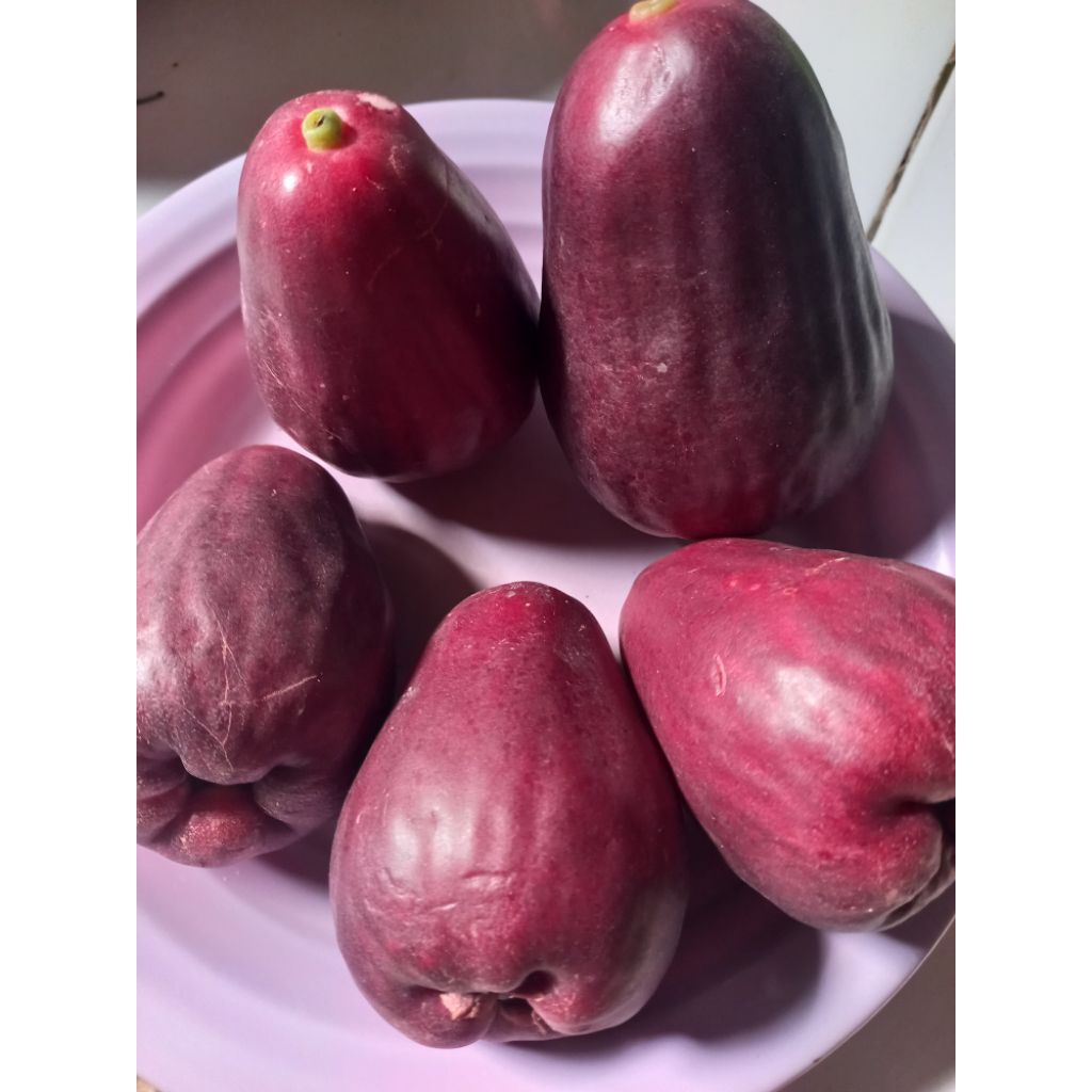 

jambu bol jamaika