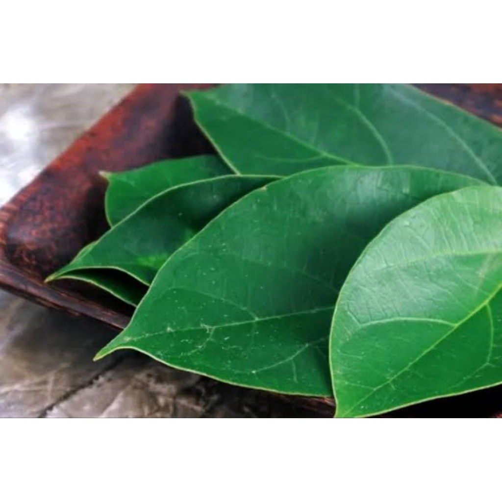 

300gram Daun Cincau Hijau Cincau Jelly Organik Langsung Petik Ketika Ada Order