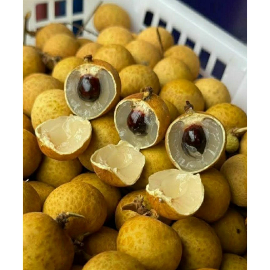 

kelengkeng gold bangkok 1kg