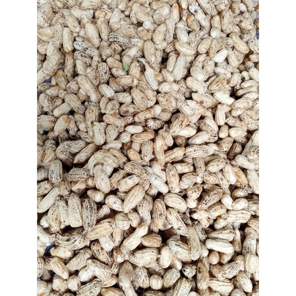 

kacang tanah mentah 1 kg 20.000