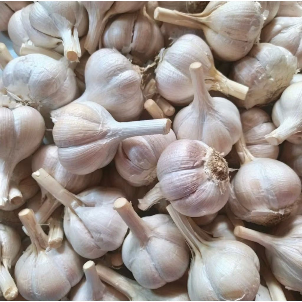 

Bawang Putih Kating 250gram / 500gram / 1.000gram