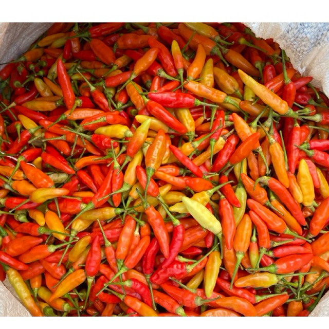 

Cabai Merah Rawit Ori 1kg Fresh Super Cabai Rawit ORI 212 Fresh Langsung dari Petani CABAI RAWIT ORI 212 FRESH DARI PETANI 500 gram Cabai Rawit ORI 212 Fresh Langsung dari Petani Cabe Rawit Merah Segar 1 Kg Fresh Every Day