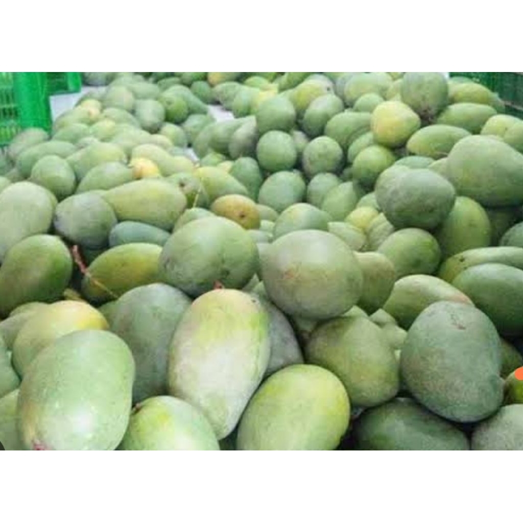 

Mangga Harum Manis