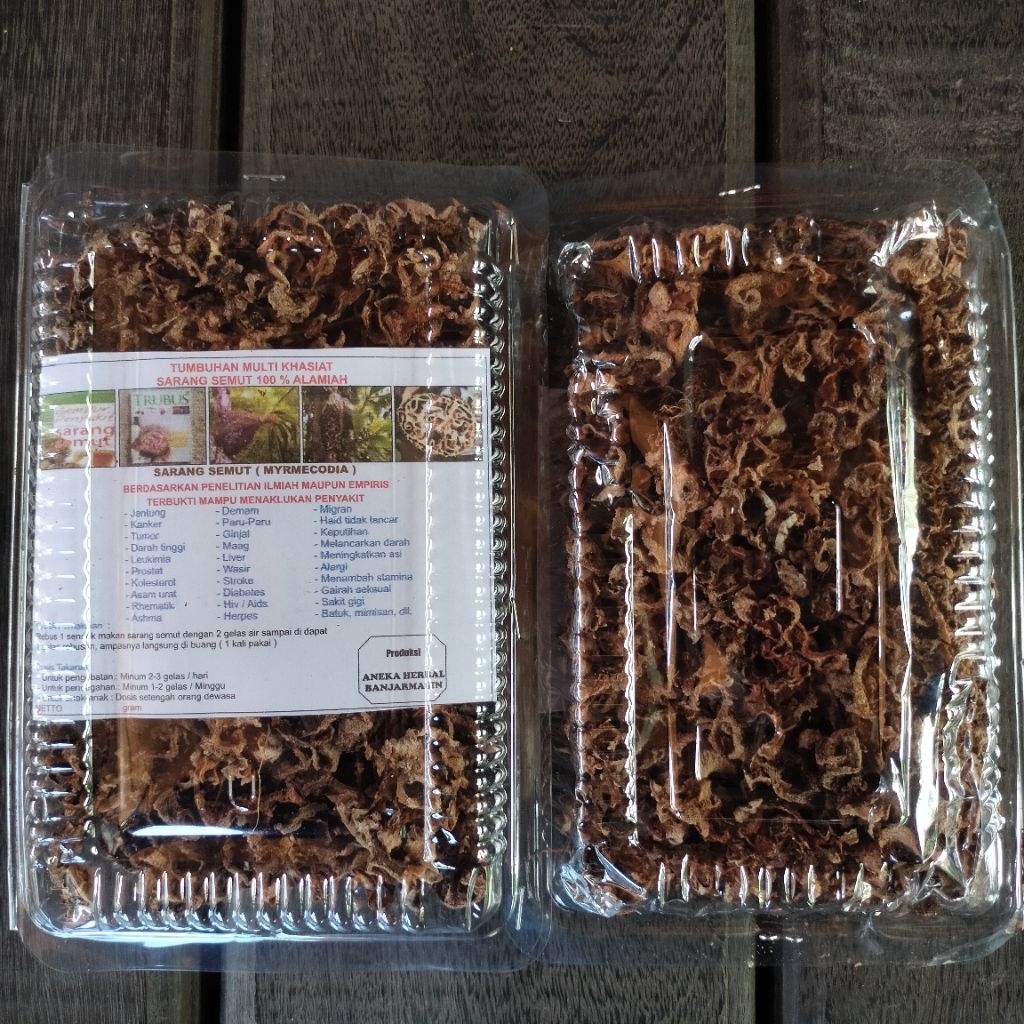 

SARANG SEMUT TUMBUHAN MULTI KHASIAT SARANG SEMUT KALIMANTAN