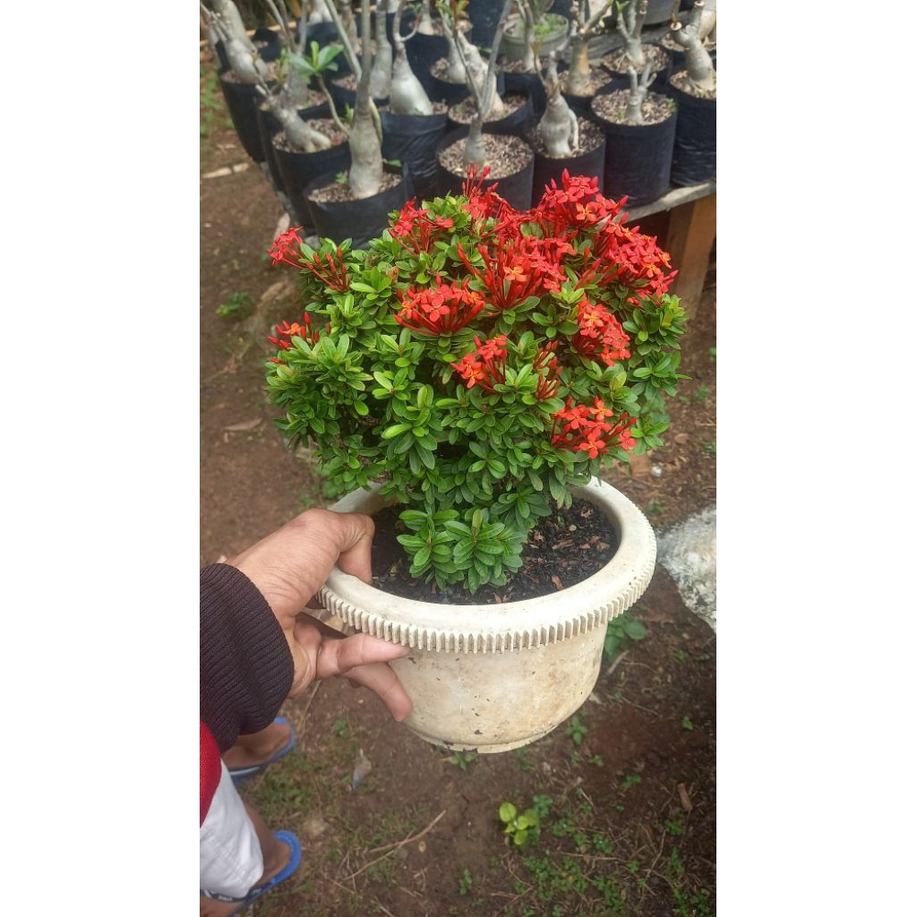 asoka mikro jumbo / asoka mikro rimbun jumbo